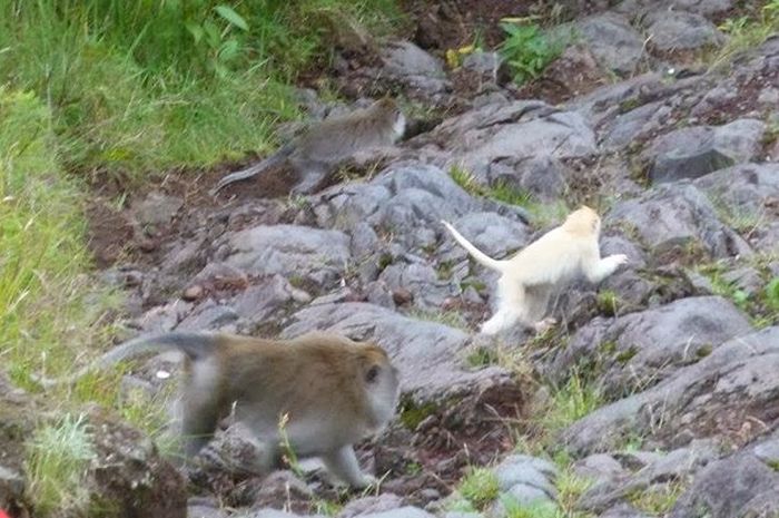 Misteri Dan Mitos Gunung Agung Bali Dari Kera Putih Hingga