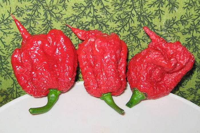 Apa yang Terjadi di Tubuh Saat Makan Cabai Terpedas di Dunia? Bobo