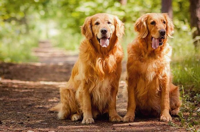 Dua Anjing Golden Retriever Adu Makan Mie, Tebak Siapa yang Tercepat di