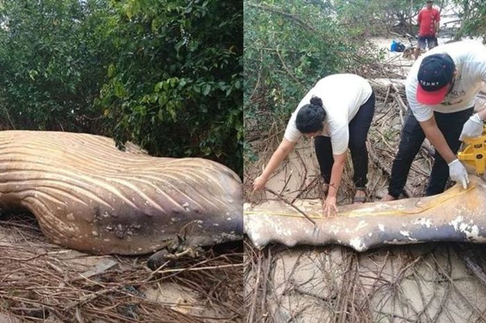 7800 Gambar Kolase Ikan Paus HD