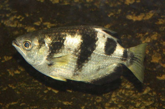 Ikan Pemanah Hewan  Air Payau  yang Memangsa dengan Cara 
