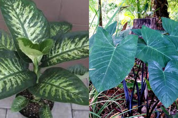 48 Gambar Kolase Tanaman HD Terbaru