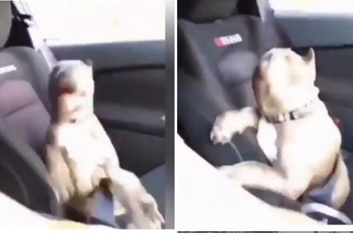Gemasnya Ekspresi Anjing Ini Saat Diajak Naik Mobil Sport Intip
