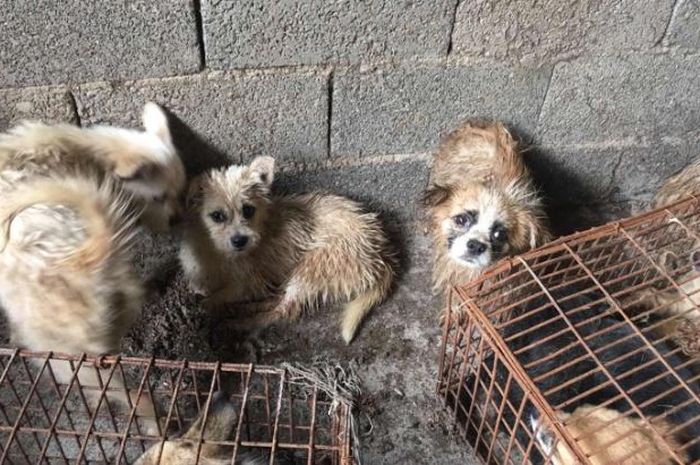 1 5 Juta Orang Telah Menandatangani Petisi untuk Melarang 