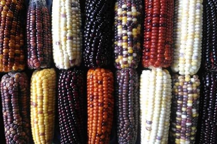 Petani Cianjur Sukses Budidayakan Jagung Warna-warni dengan 12 Warna - Hai