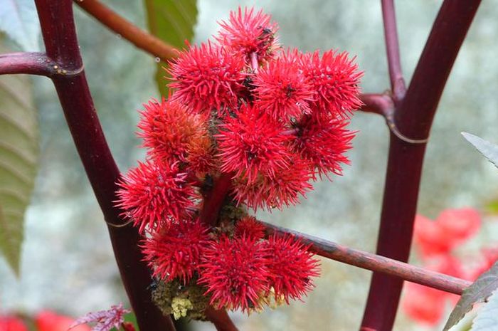 6 Ribu Kali Lebih Mematikan dari Sianida, Buah yang Mirip Rambutan Ini