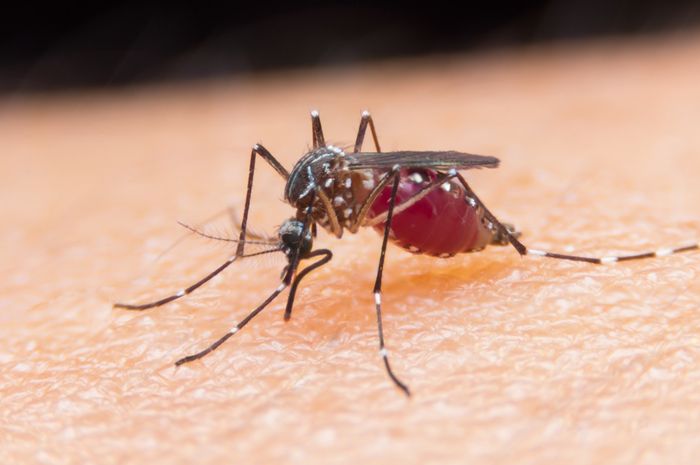 Laporan Terbaru Penelitian Malaria  Ini Bikin Kita Makin 