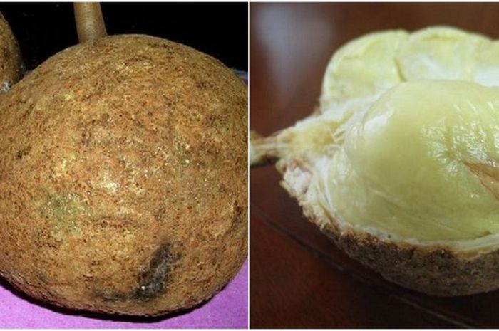 Download 460 Koleksi Gambar Durian Tanpa Duri Keren HD