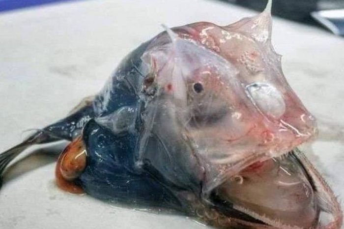7800 Foto Penampakan Ikan Misterius HD Terbaru
