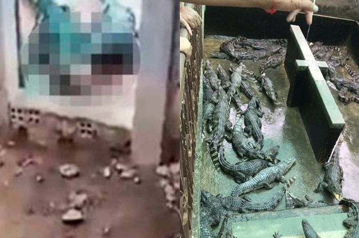 Jatuh ke Kandang Reptil, Balita Berumur 2 Tahun Jadi Santapan Buaya, Ditemukan Hanya Tinggal Tengkorak