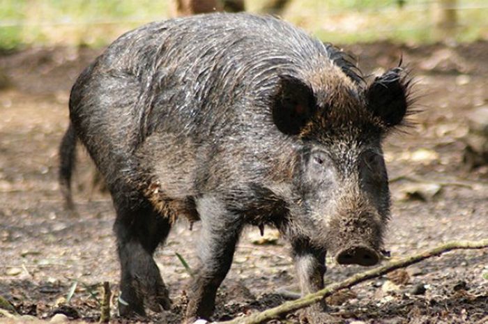 Duel dengan Babi Hutan, Rahmat Selamat dari Tusukan Taring Sepanjang 9