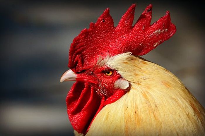 Dianggap Timbulkan Polusi Suara Seekor Ayam Jantan Dilaporkan Ke Pengadilan Oleh Sepasang Pensiunan