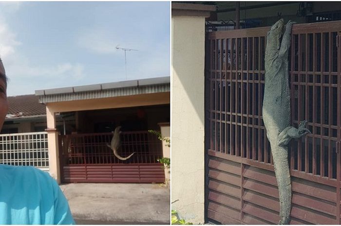 Inilah Pemilik Rumah yang Pagarnya Dipanjat Oleh Seekor