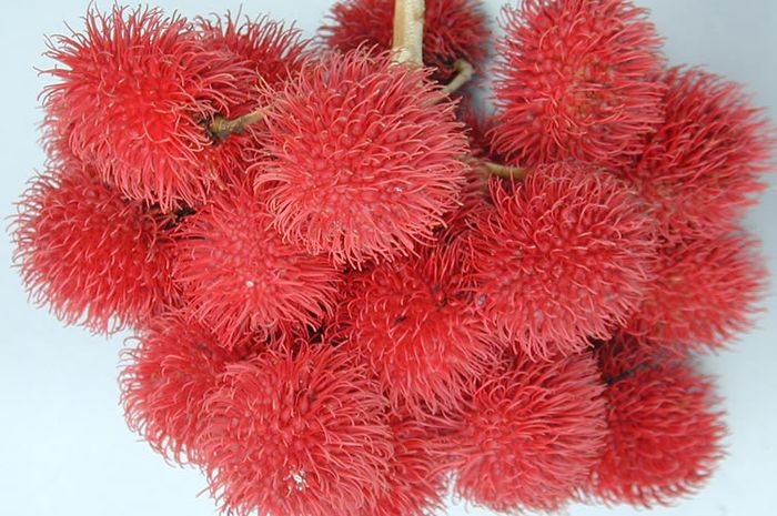 Buah-Buahan yang Dianggap Unik Ini Asli Asia Tenggara, lo ...