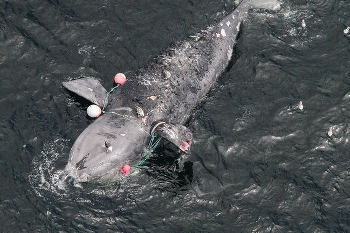 Mengapa Pemanasan Global Dapat Menyebabkan Kepunahan