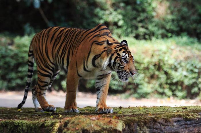 Unduh 8500 Gambar Harimau Mau Menerkam  Gratis