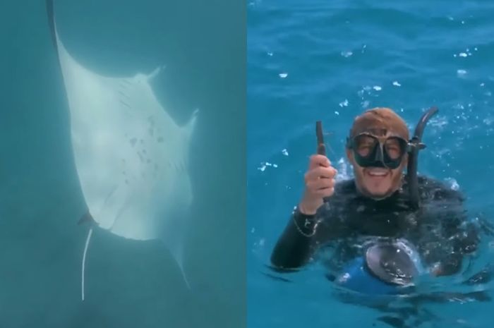 Unduh 6600 Gambar Hewan Ikan Pari Paling Bagus 
