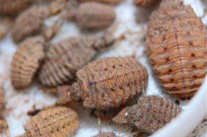 Dulu Hanya Dibuat Mainan Rupanya Undur Undur Dihargai Rp14 Juta