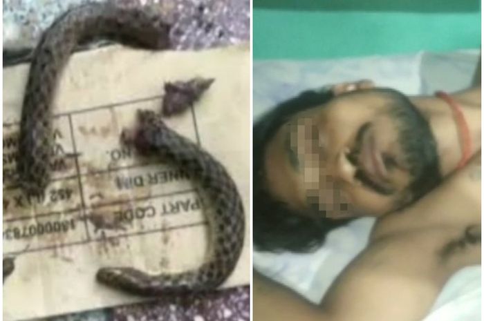 Pria mabuk gigit balik ular yang menggigitnya