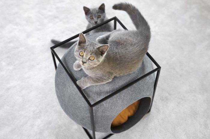 Hilangkan Bau Kencing Kucing dengan Baking Soda atau Bubuk ...