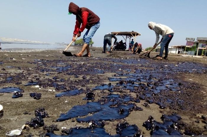Biota Laut Terancam Tumpahan Limbahan Minyak Di Kepulauan Seribu