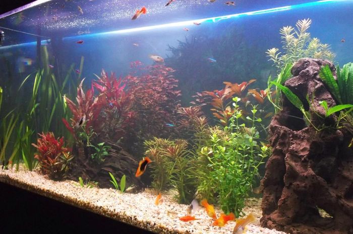  Feng Shui Aquarium Di Teras Rumah  Sekitar Rumah 