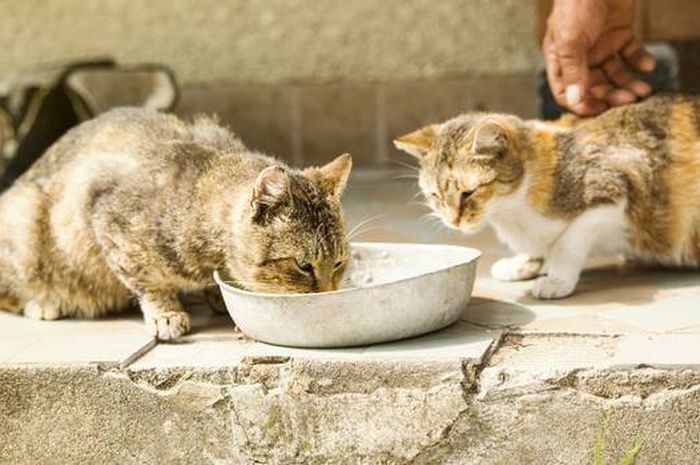 Merasa Kesepian Dan Rutin Beri Makan Kucing Liar Nenek 79 Tahun