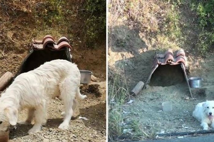 Seekor Anjing Selama 18 Bulan Tetap Setia Untuk Berada Di Lokasi