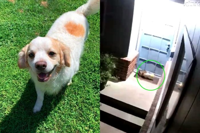 Terperangkap Kantong Pembungkus Makanan Kucing Ini Pasti Tak