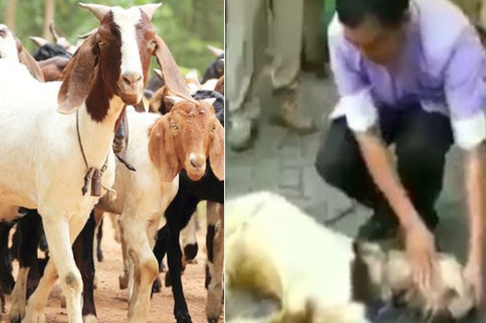 9500 Gambar Hewan Kolase Kambing Terbaik