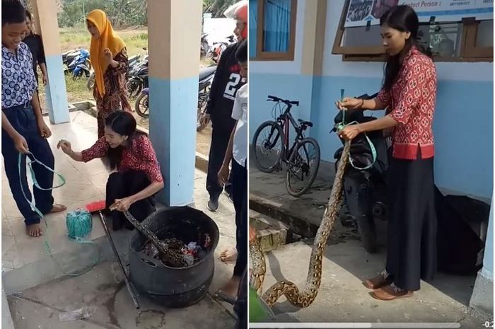 Ibu Guru di Sulbar Taklukan Ular Piton yang Menyusup ke Lingkungan Sekolah, Netizen Takjub