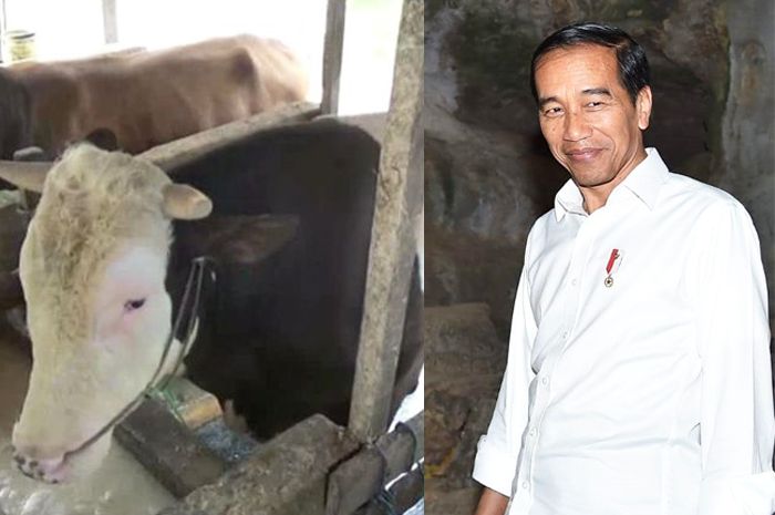 750 Gambar Sapi Untuk Kolase HD Terbaik