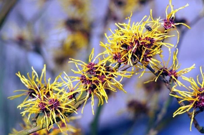 HatiHati, Pohon Hazel Tiongkok Bisa Melontarkan Biji dengan Kecepatan