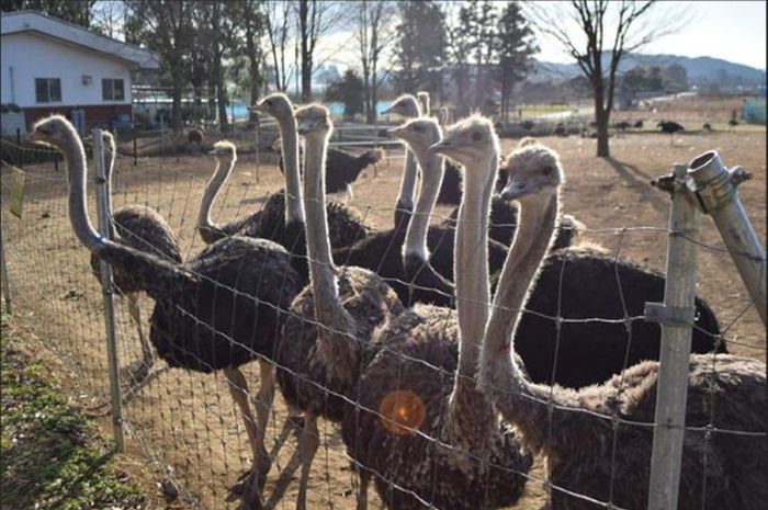 Jangan Keliru Ternyata Ini 6 Perbedaan Burung Unta Burung Emu