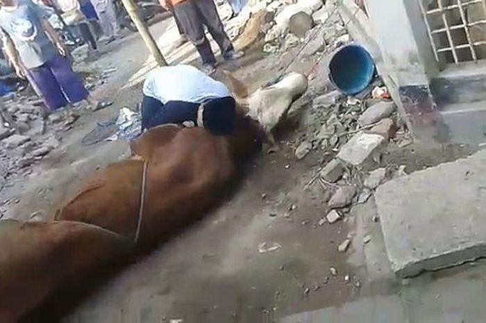 910 Koleksi Gambar Hewan Kurban Yang Disembelih Terbaik