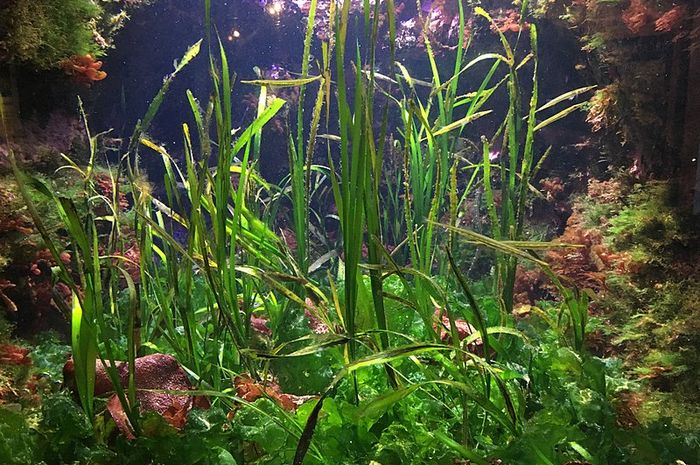 Sering Dikira Rumput Laut Tanaman Laut Ini Sebenarnya Sering Dikira Rumput Laut Tanaman Laut Ini Sebenarnya