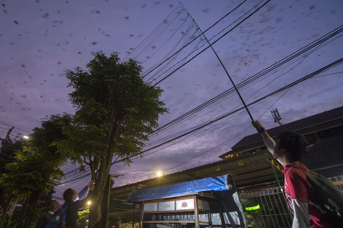 Foto Migrasi Burung Yang Melintas Di Yogyakarta National