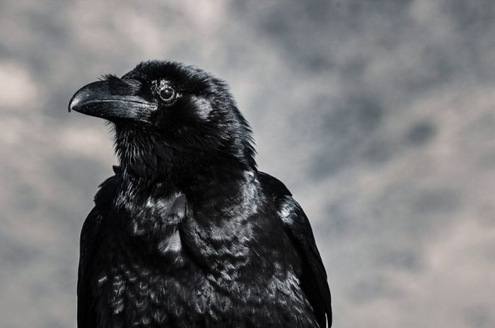 Sering Dianggap Sebagai Burung Keramat Ternyata Burung Gagak Jadi