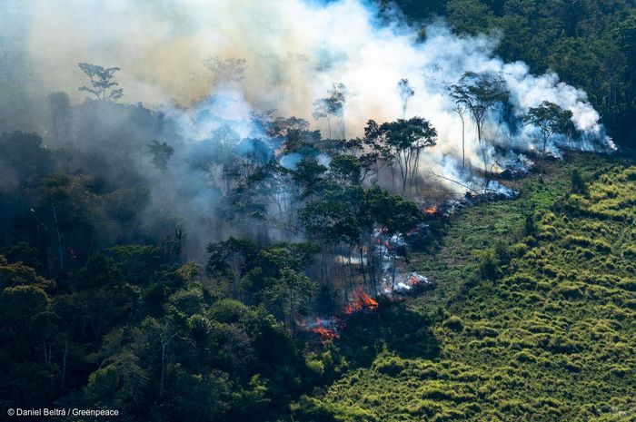 7 Arti Mimpi Kebakaran Hutan: Pertanda Mengerikan atau Kesempatan Baru?