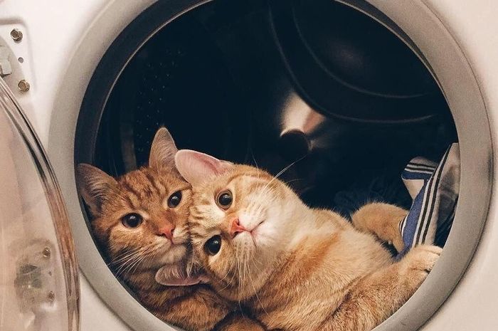 Ternyata Memelihara Kucing Bisa Cegah Penyakit Jantung Dan Stroke