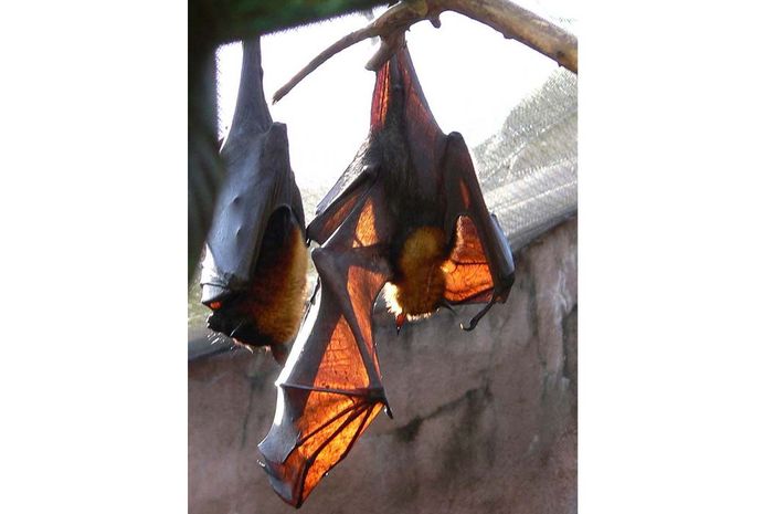 Kelelawar Berbadan Besar ini Bernama Kalong Kapauk, Pernah Lihat? - Bobo