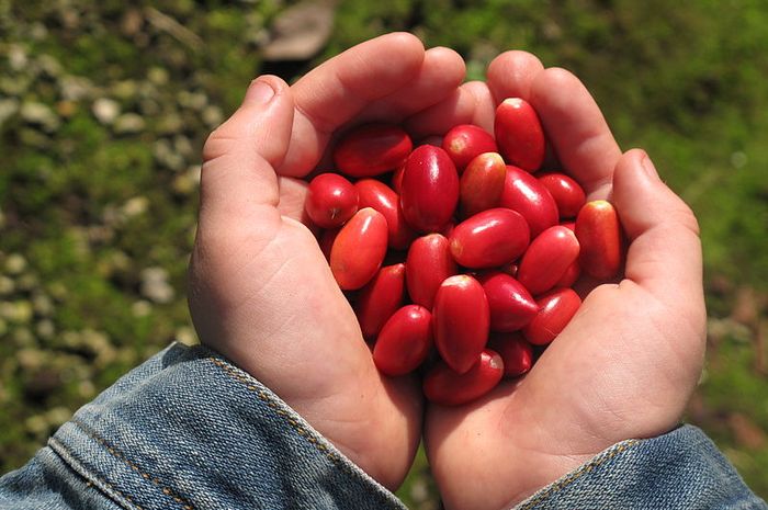 Miracle Fruit, Buah Beri Ajaib yang Kaya Manfaat, Pernah Coba? Bobo