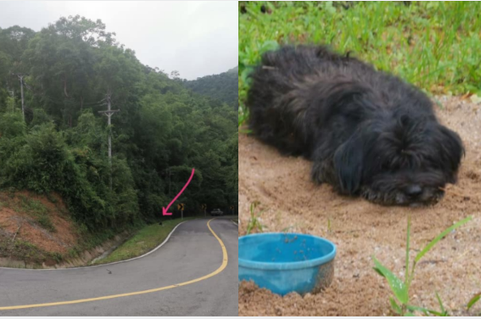 Bikin Terenyuh Anjing Ini Berjalan Sejauh 21 Kilometer Menanti Di