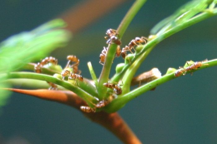 Acacia Ants, Semut Kecil yang Menghuni dan Menjaga Pohon Akasia Bobo