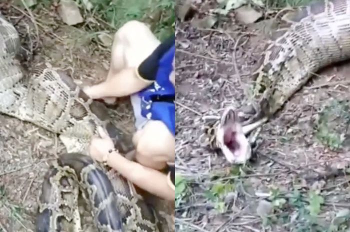 Petani temukan ular piton dengan perut membesar.