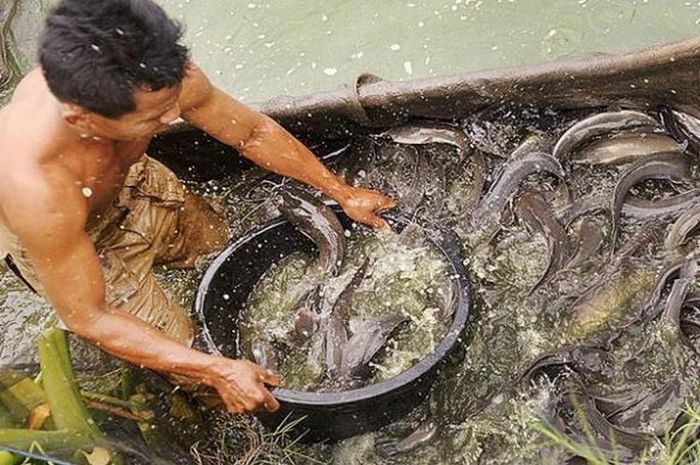 930 Koleksi Gambar Binatang Ikan Lele Gratis Terbaik
