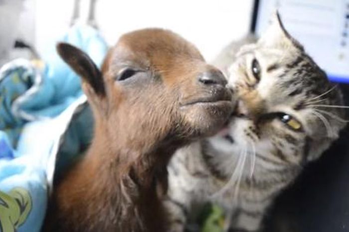 SamaSama Sedang Sakit, Kucing dan Kambing Ini Bersahabat dan Tak Mau