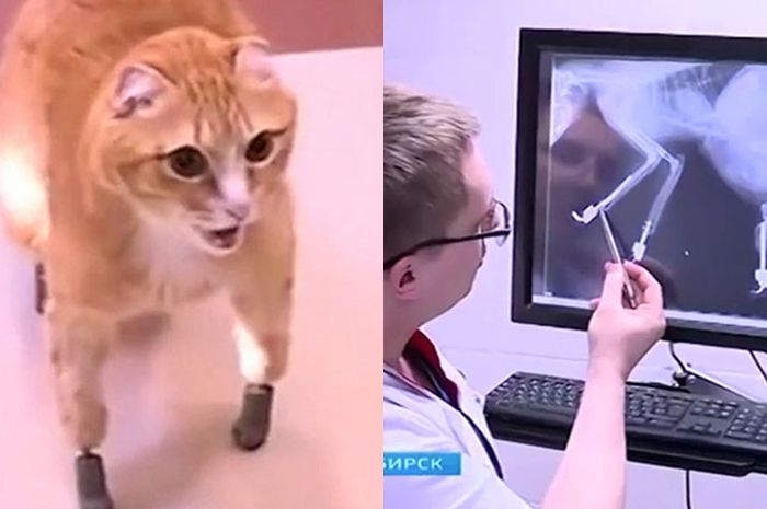 600 Koleksi Gambar Kucing Untuk Membuat Kolase Terbaru