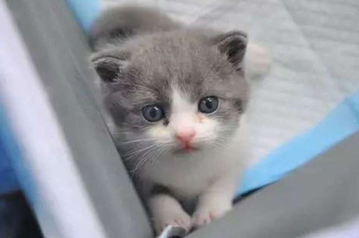 Kucing hasil kloning dari kucing yang sudah mati