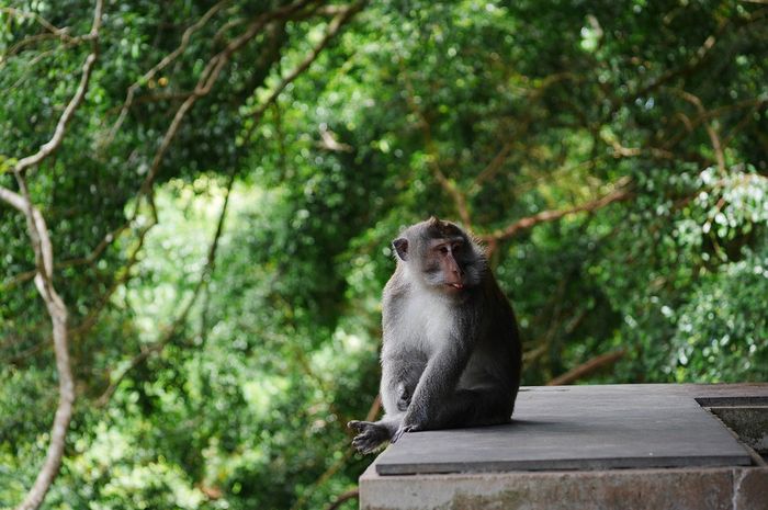 Ingin Berkunjung ke Monkey Forest Ubud di Bali? Patuhi 7 